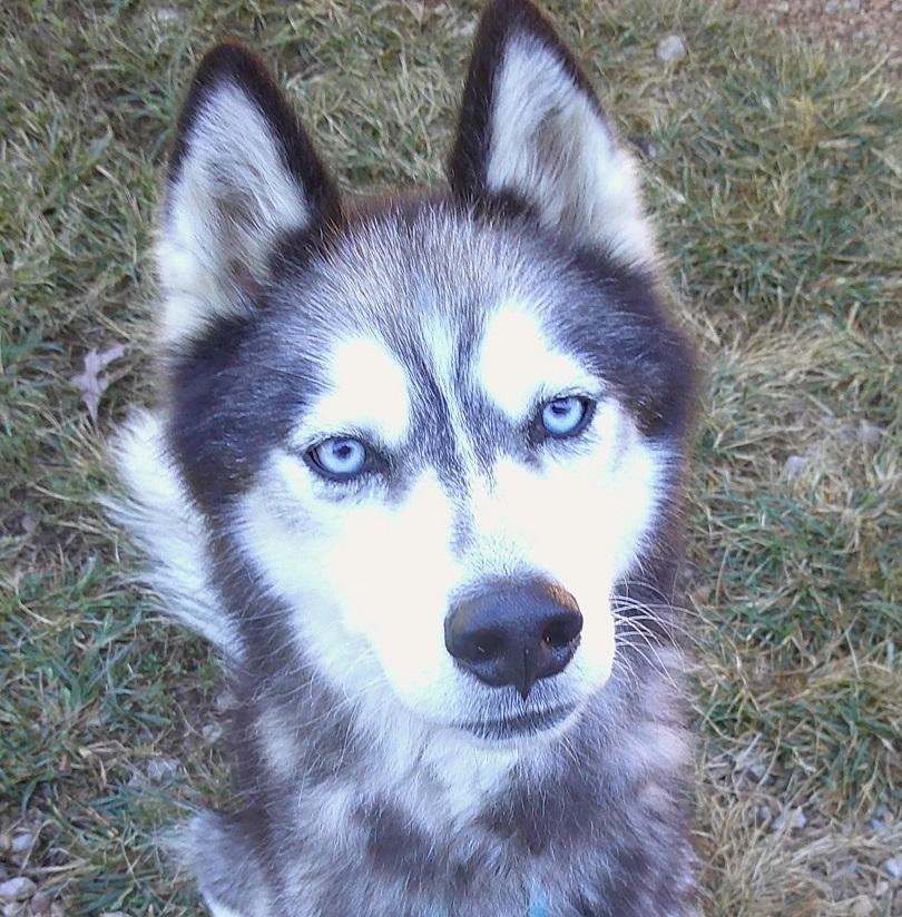 Enlarge SAINT, a Adoptable Husky in Pegram, TN image 5/6