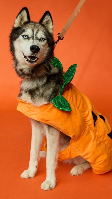 Enlarge SAINT, a Adoptable Husky in Pegram, TN image 6/6