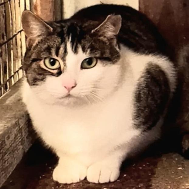 Enlarge KF 3, a Adoptable Domestic Short Hair in Woodstock, VA image 1/1