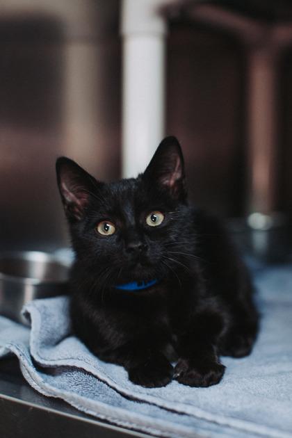 89955a Vanpire- PetSmart  North Charleston, Adoptable, Young Male Domestic Short Hair & Domestic Short Hair.