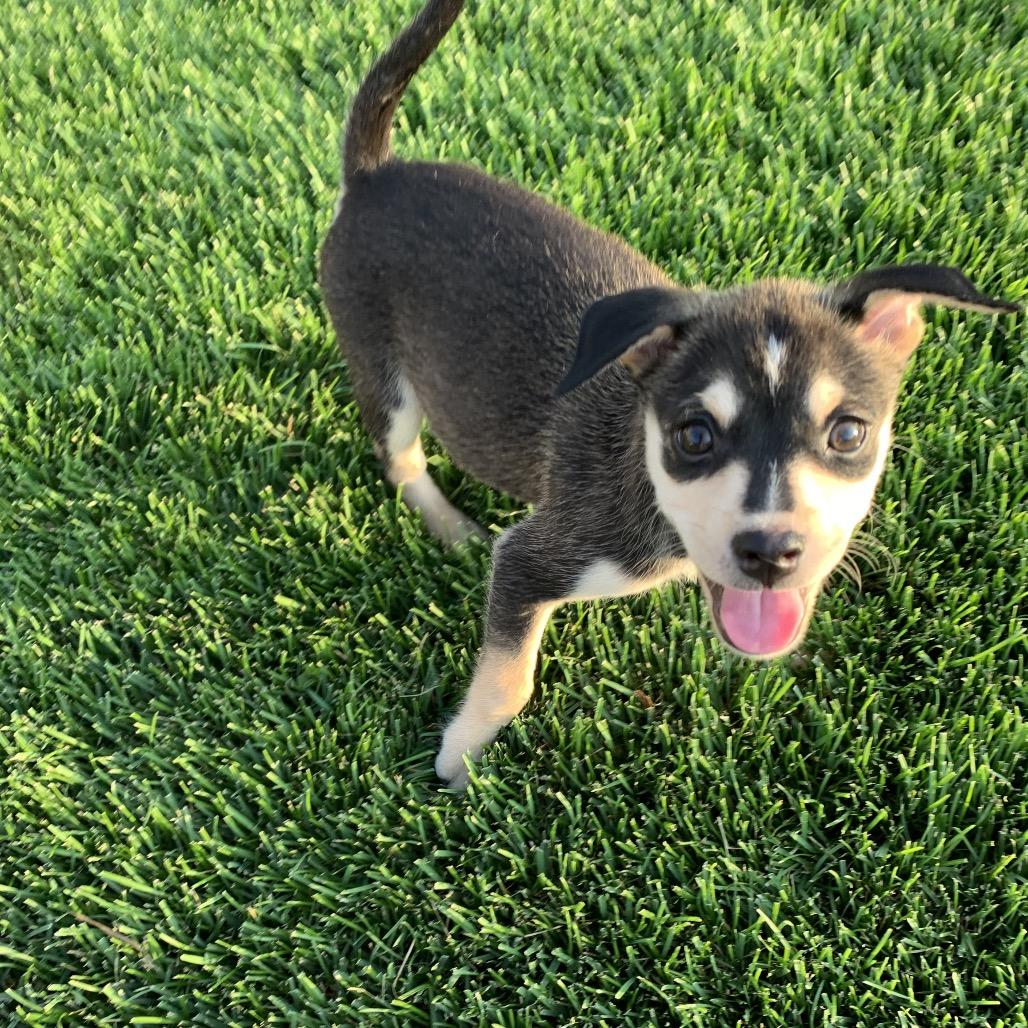 Sawyer, Adoptable, Puppy Male Chihuahua & Husky.