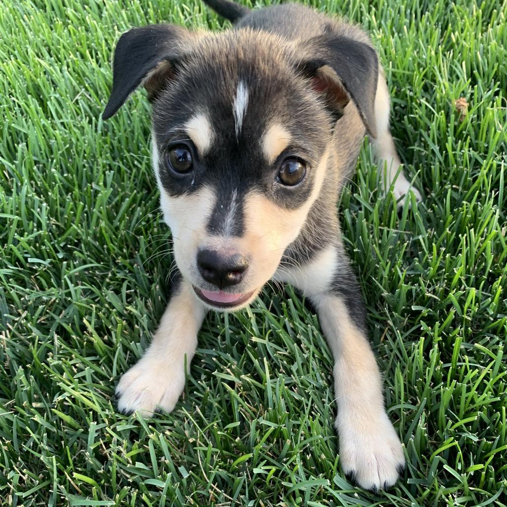 Sawyer, a Adoptable mixed breed in Joliet, IL image 2/4