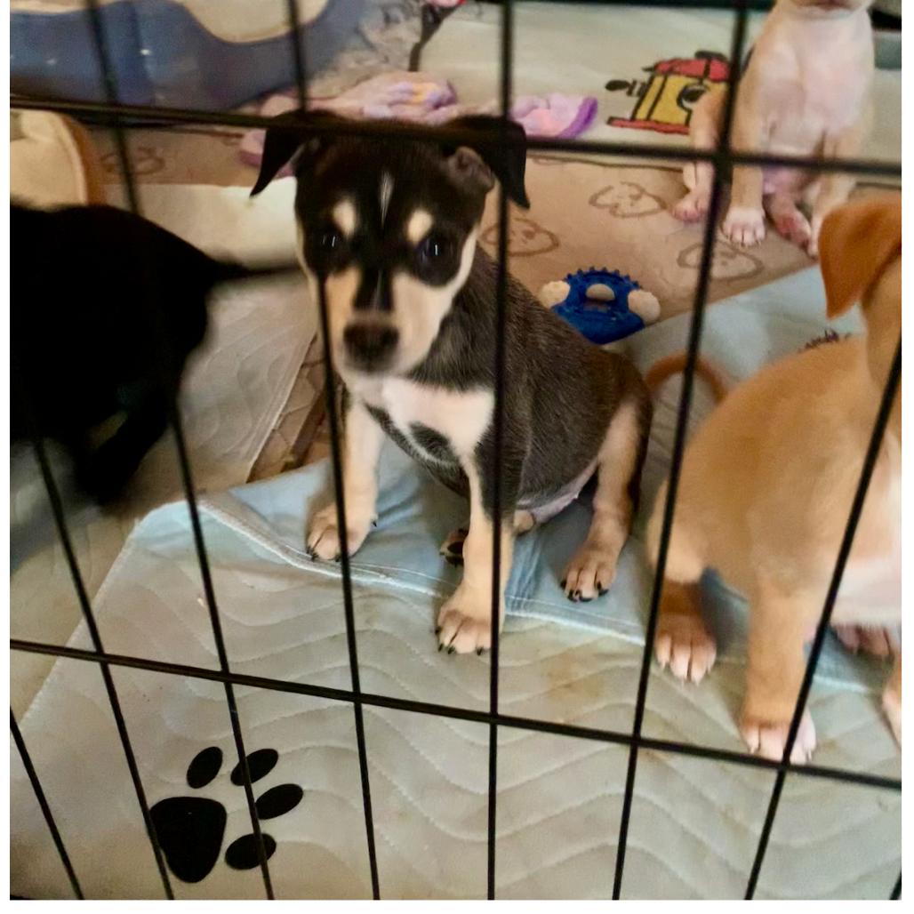 Sawyer, a Adoptable mixed breed in Joliet, IL image 3/4