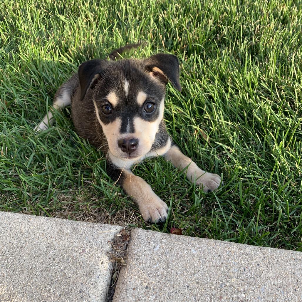 Sawyer, a Adoptable mixed breed in Joliet, IL image 4/4