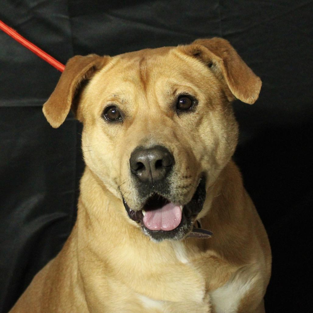 Miley, Adoptable, Adult Female Pit Bull Terrier.