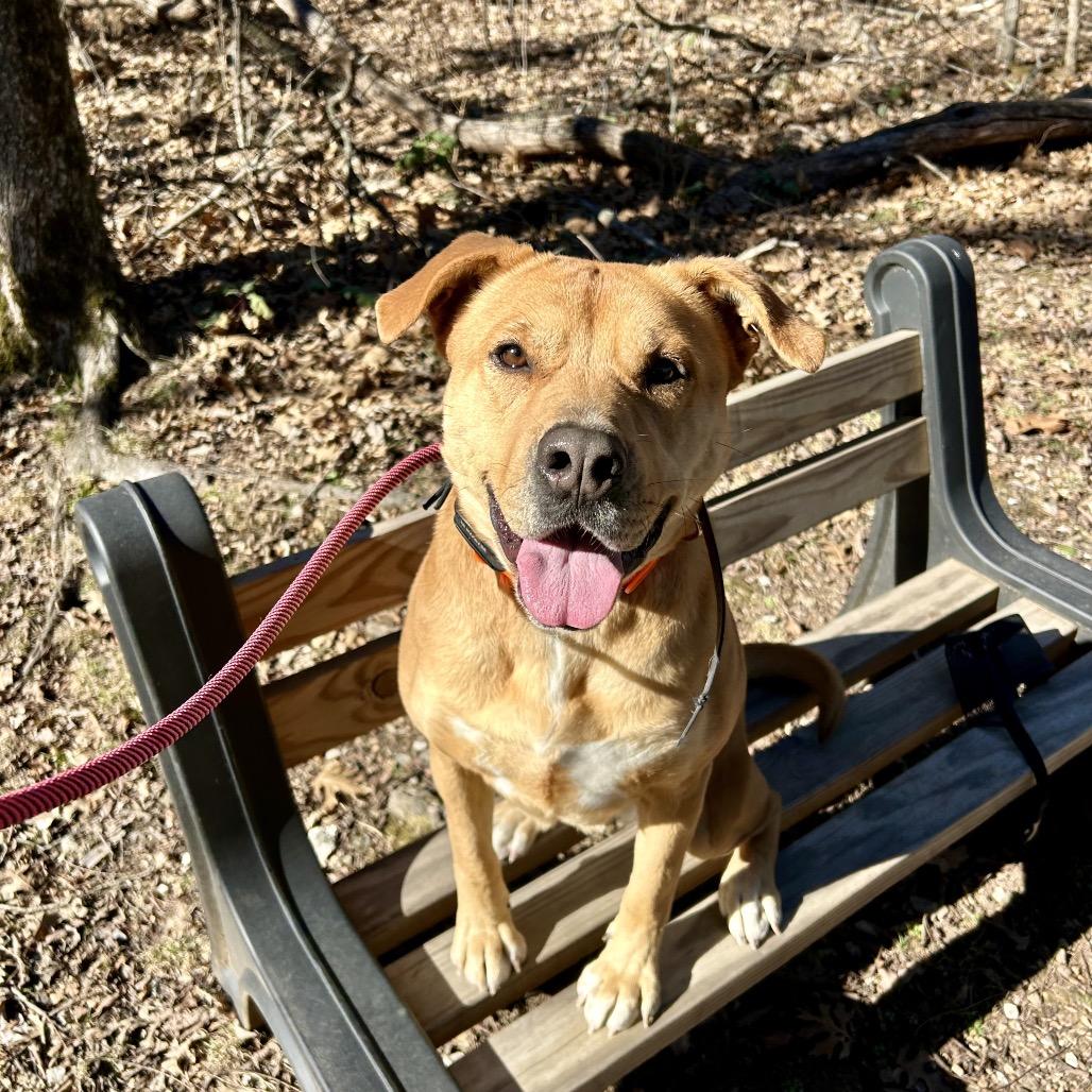 Miley, a Adoptable Pit Bull Terrier in Pineville, MO image 2/6