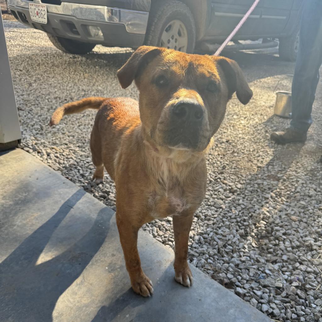 Miley, a Adoptable Pit Bull Terrier in Pineville, MO image 3/6