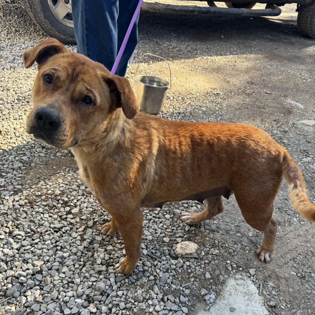 Miley, a Adoptable Pit Bull Terrier in Pineville, MO image 4/6