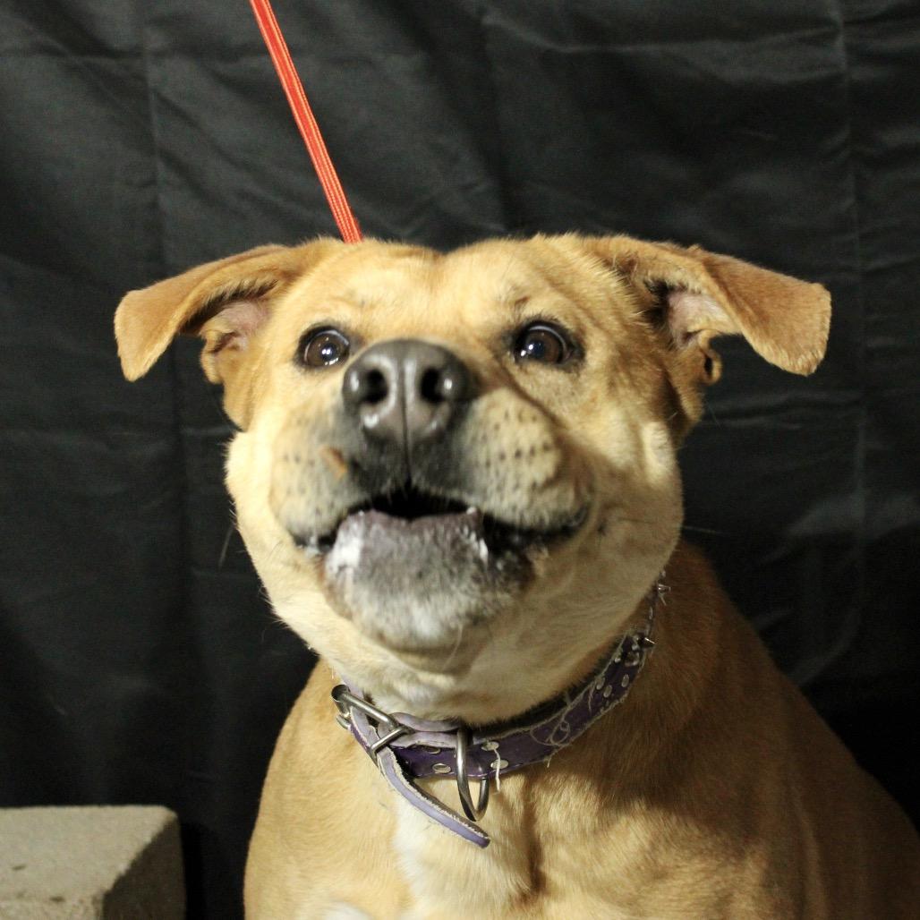 Miley, a Adoptable Pit Bull Terrier in Pineville, MO image 5/6