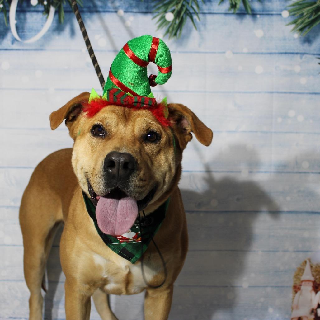 Miley, a Adoptable Pit Bull Terrier in Pineville, MO image 6/6