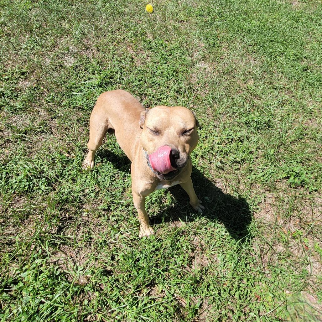Enlarge Willy, a Adoptable Black Mouth Cur in Lake Panasoffkee, FL image 1/6