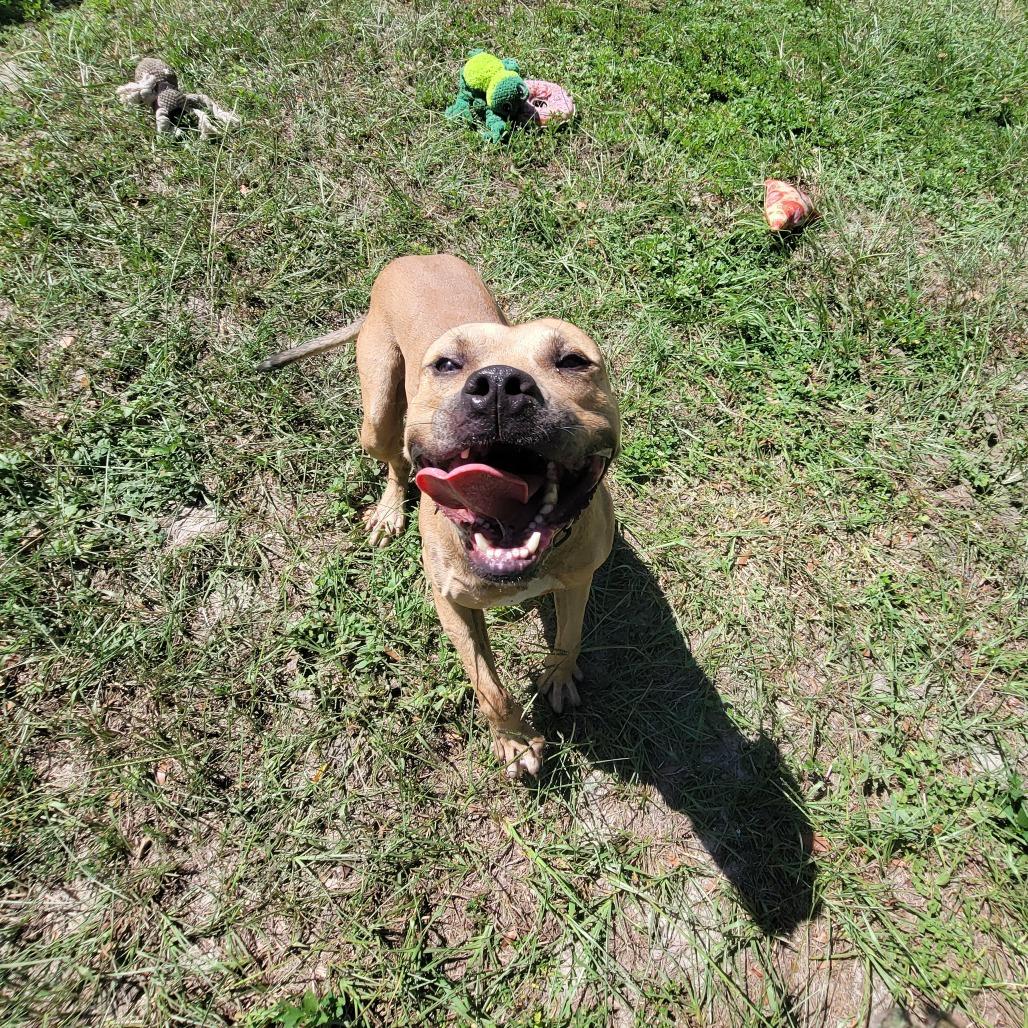 Enlarge Willy, a Adoptable Black Mouth Cur in Lake Panasoffkee, FL image 2/6