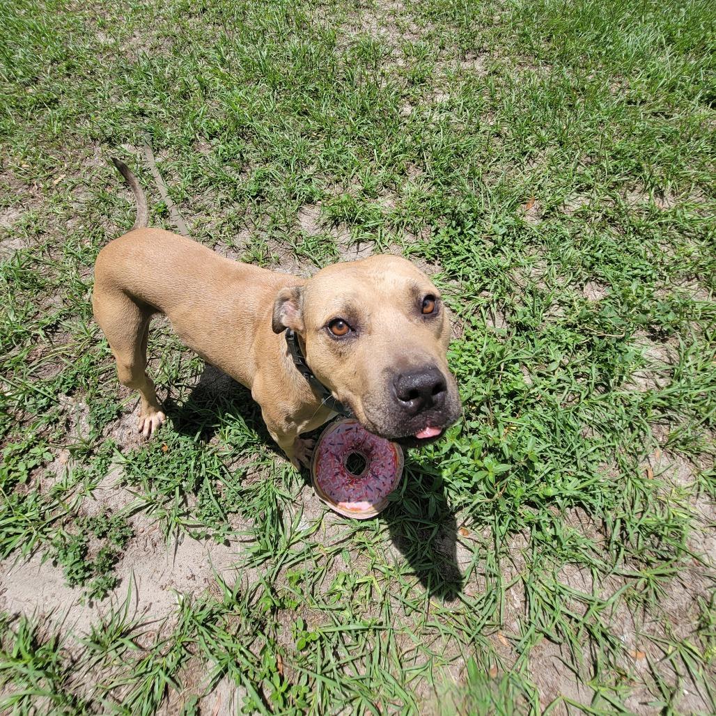 Willy, Adoptable, Adult Male Mixed Breed.