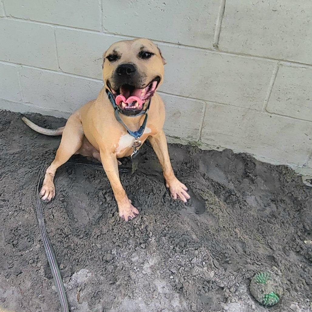 Willy, a Adoptable Mixed Breed in Lake Panasoffkee, FL image 2/6