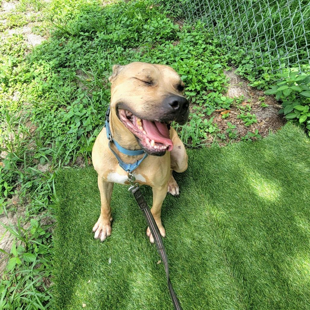 Willy, a Adoptable Mixed Breed in Lake Panasoffkee, FL image 3/6