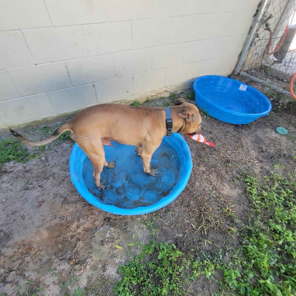 Enlarge Willy, a Adoptable Black Mouth Cur in Lake Panasoffkee, FL image 3/6