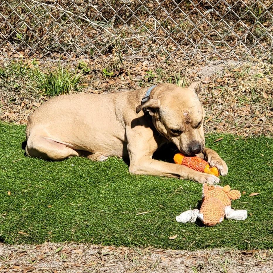 Enlarge Willy, a Adoptable Black Mouth Cur in Lake Panasoffkee, FL image 4/6