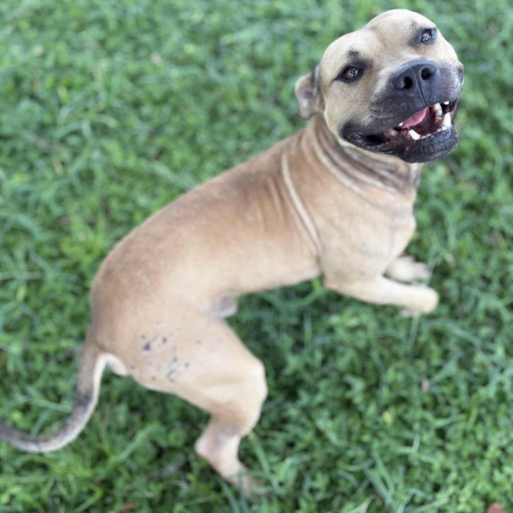 Enlarge Willy, a Adoptable Black Mouth Cur in Lake Panasoffkee, FL image 4/6