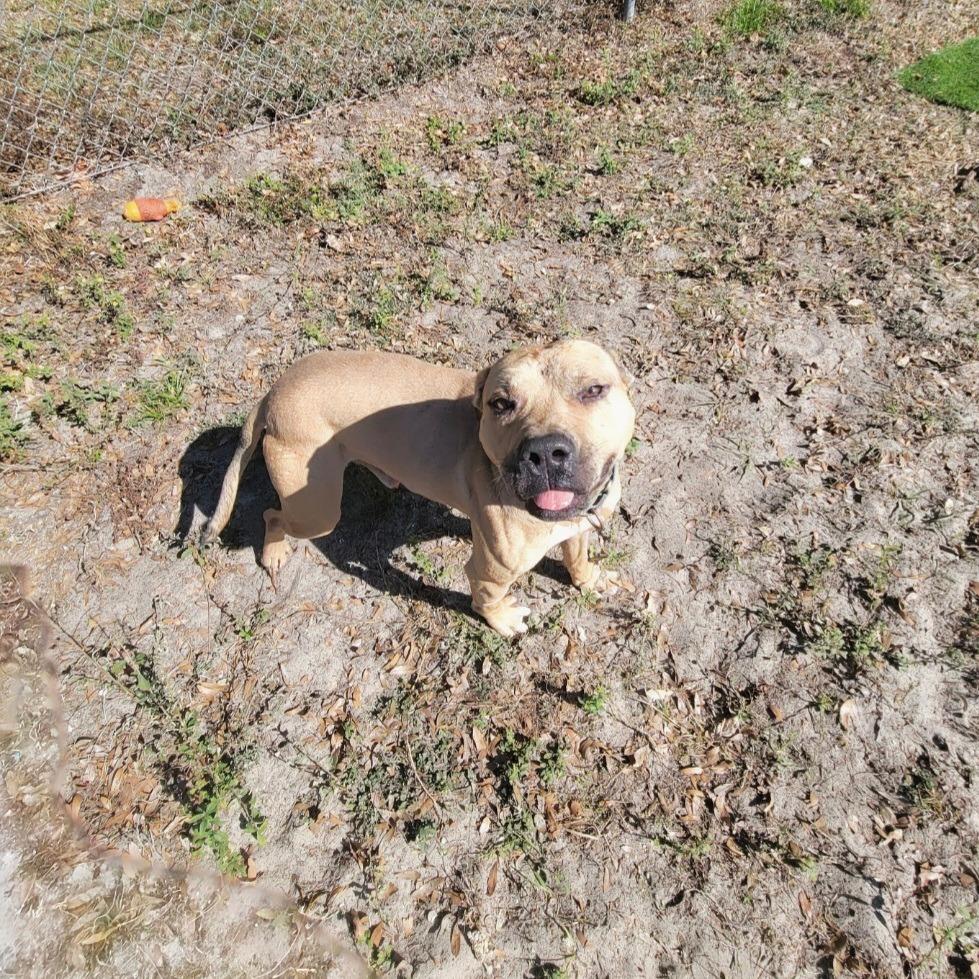 Enlarge Willy, a Adoptable Black Mouth Cur in Lake Panasoffkee, FL image 5/6