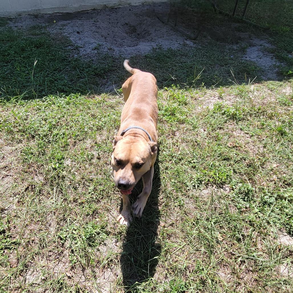 Enlarge Willy, a Adoptable Black Mouth Cur in Lake Panasoffkee, FL image 5/6