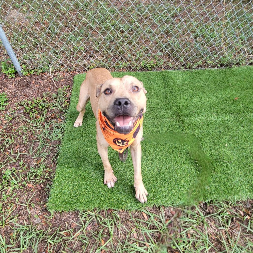 Enlarge Willy, a Adoptable Black Mouth Cur in Lake Panasoffkee, FL image 6/6