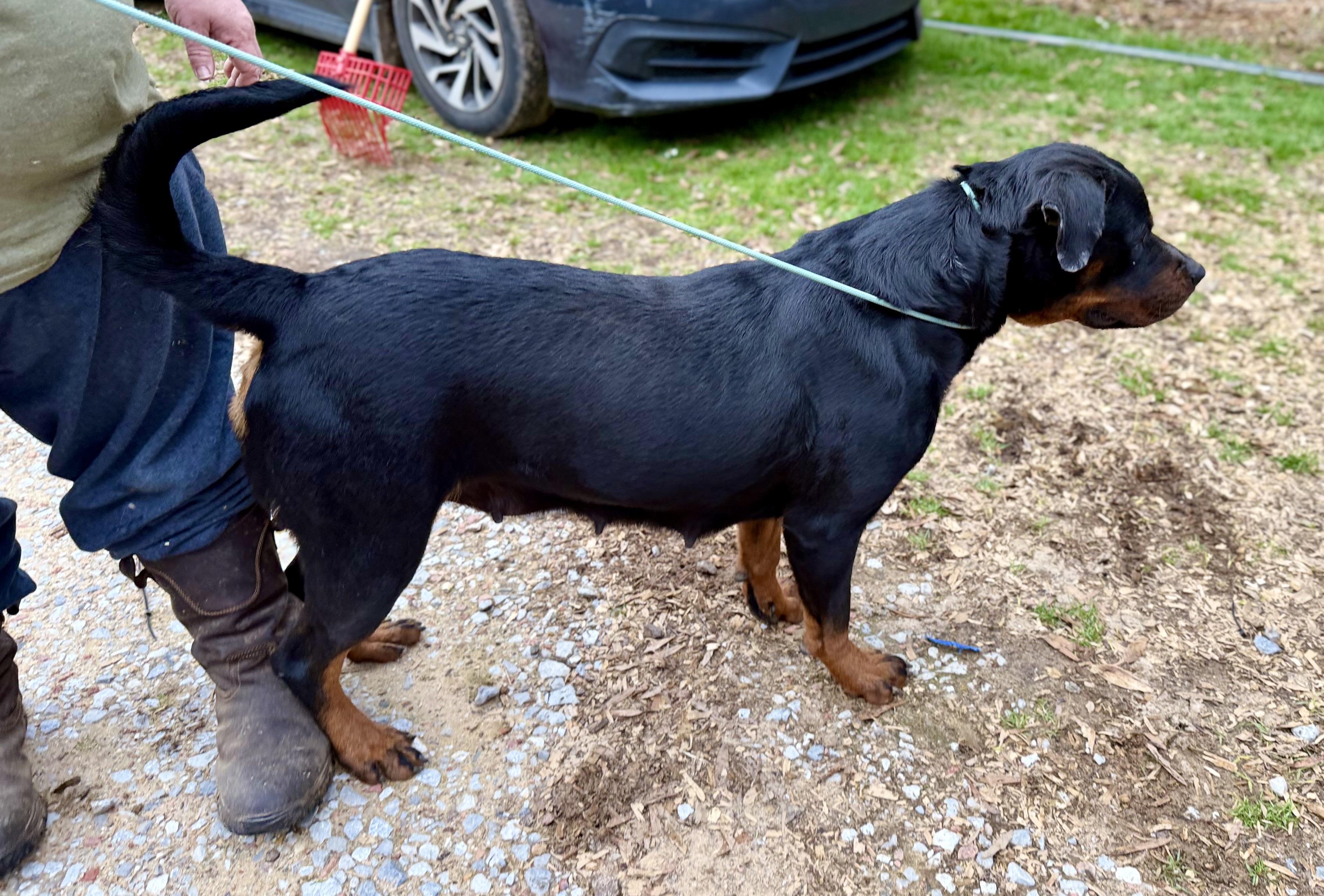 Enlarge LAYLA, a Adoptable Rottweiler in Allentown, PA image 4/6