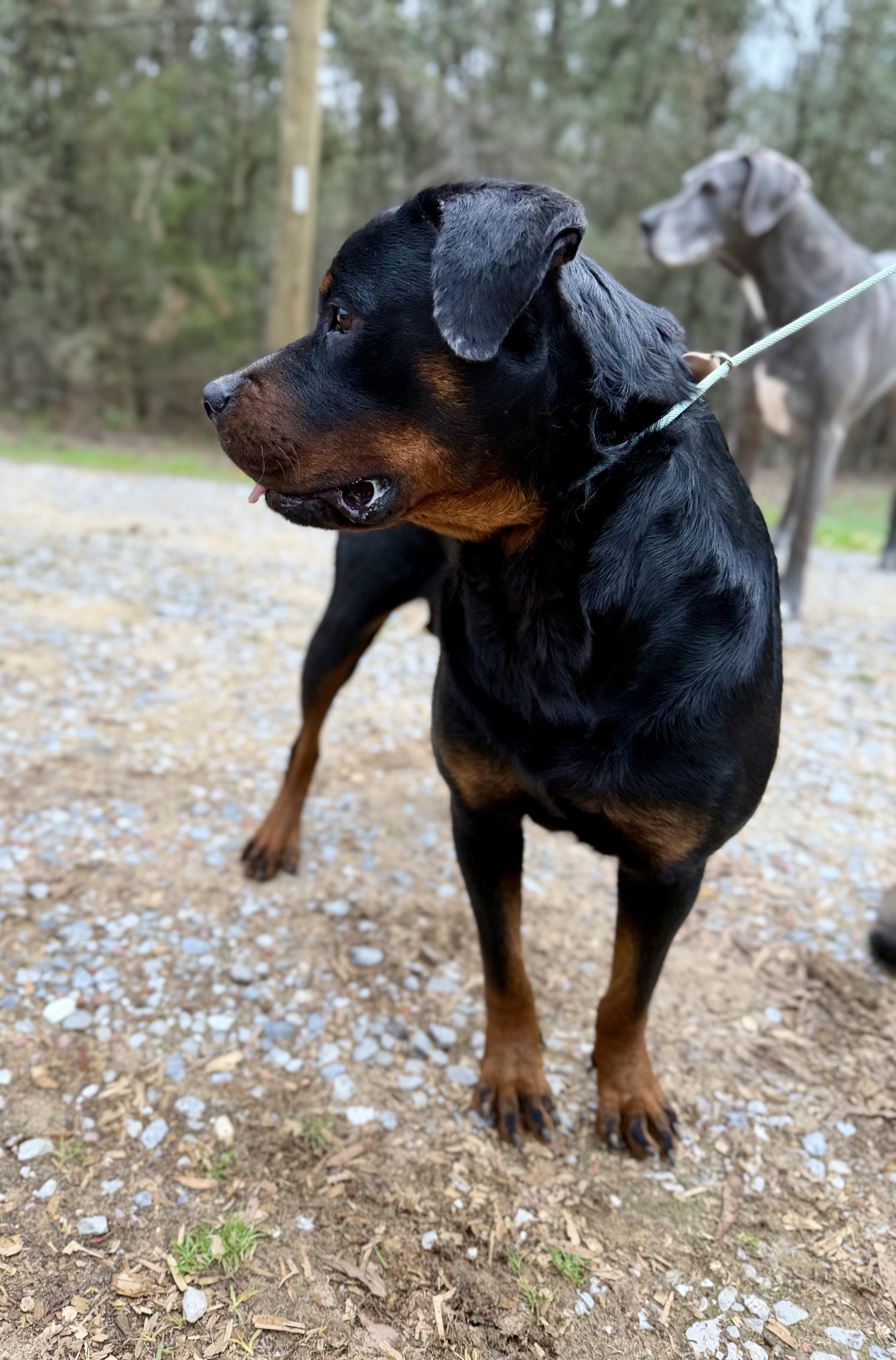 Enlarge LAYLA, a Adoptable Rottweiler in Allentown, PA image 3/6
