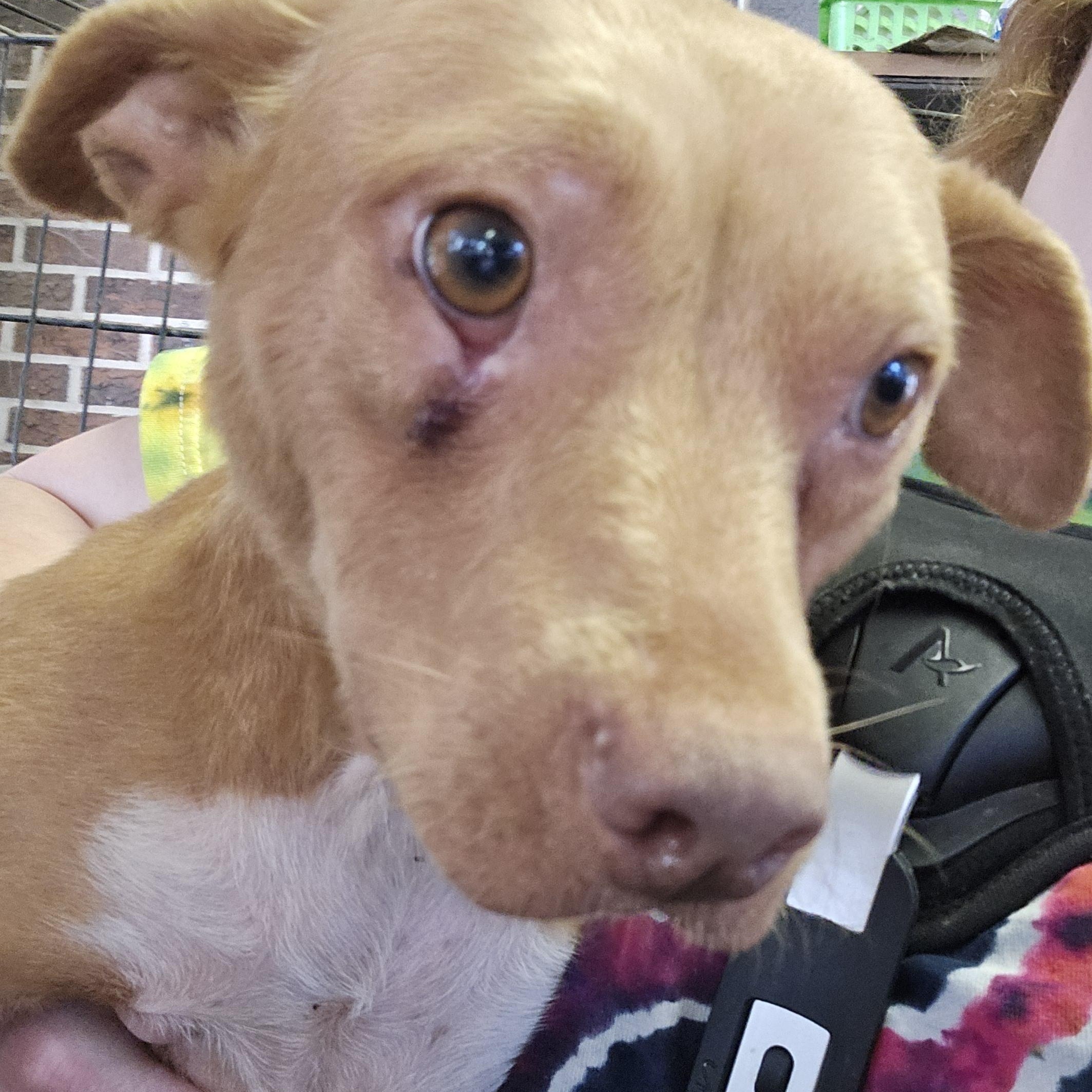 Enlarge Mari, a Adoptable mixed breed in Athens, AL image 3/3