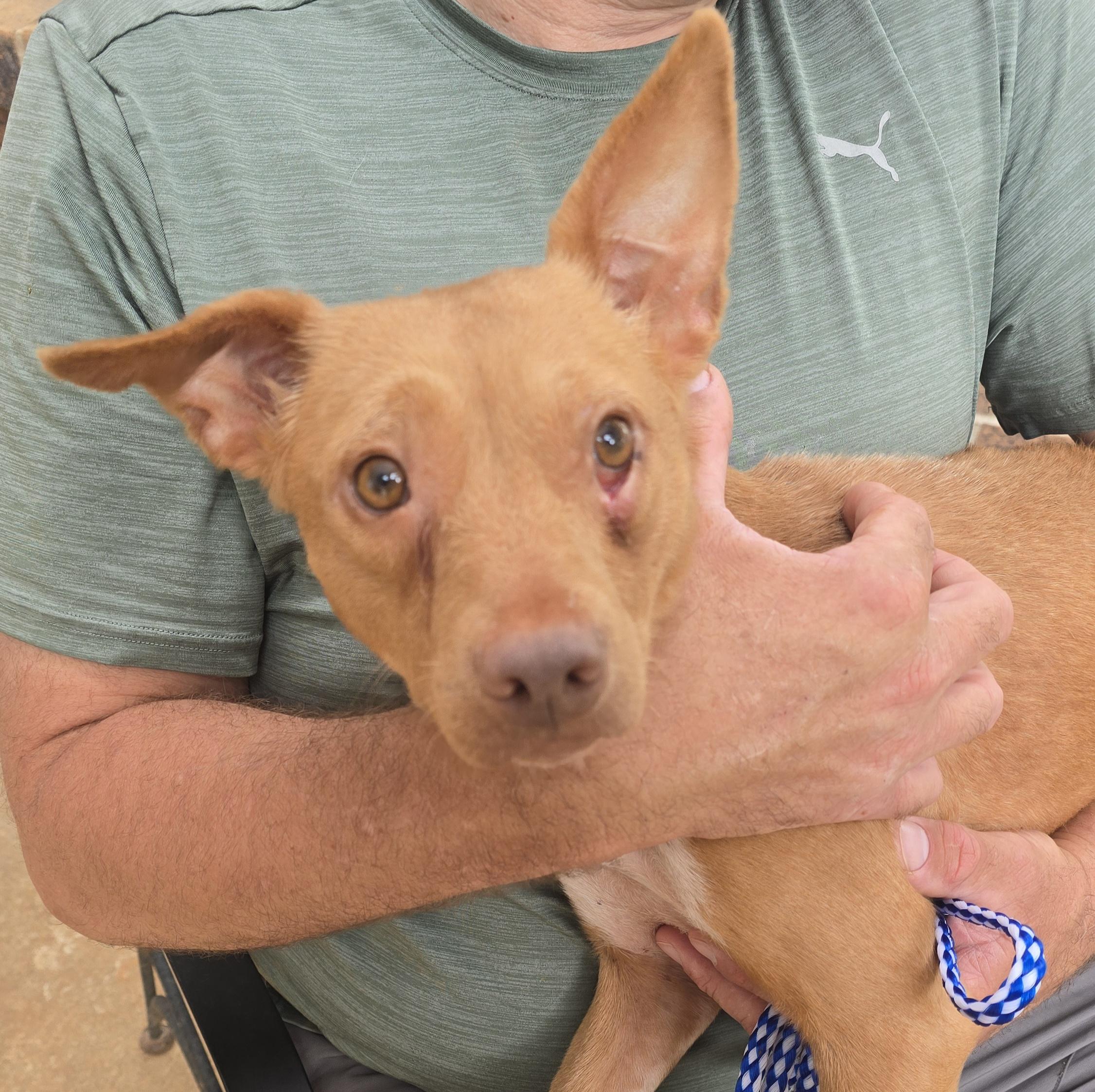 Enlarge Mari, a Adoptable mixed breed in Athens, AL image 2/3