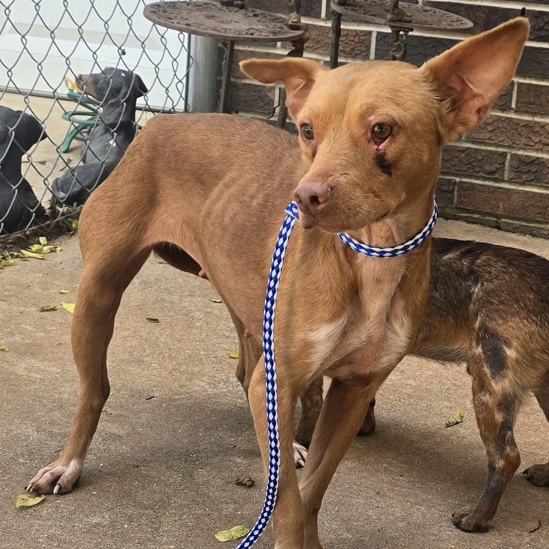 Mari, Adoptable, Young Female Vizsla & Rat Terrier.