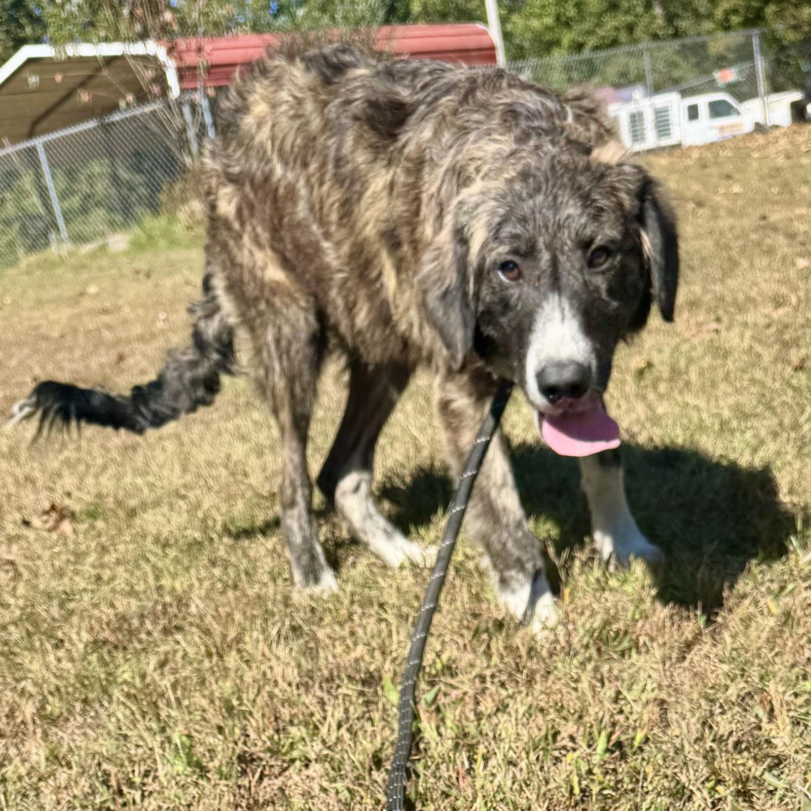 Forest, Adoptable, Puppy Male Anatolian Shepherd & Great Pyrenees.