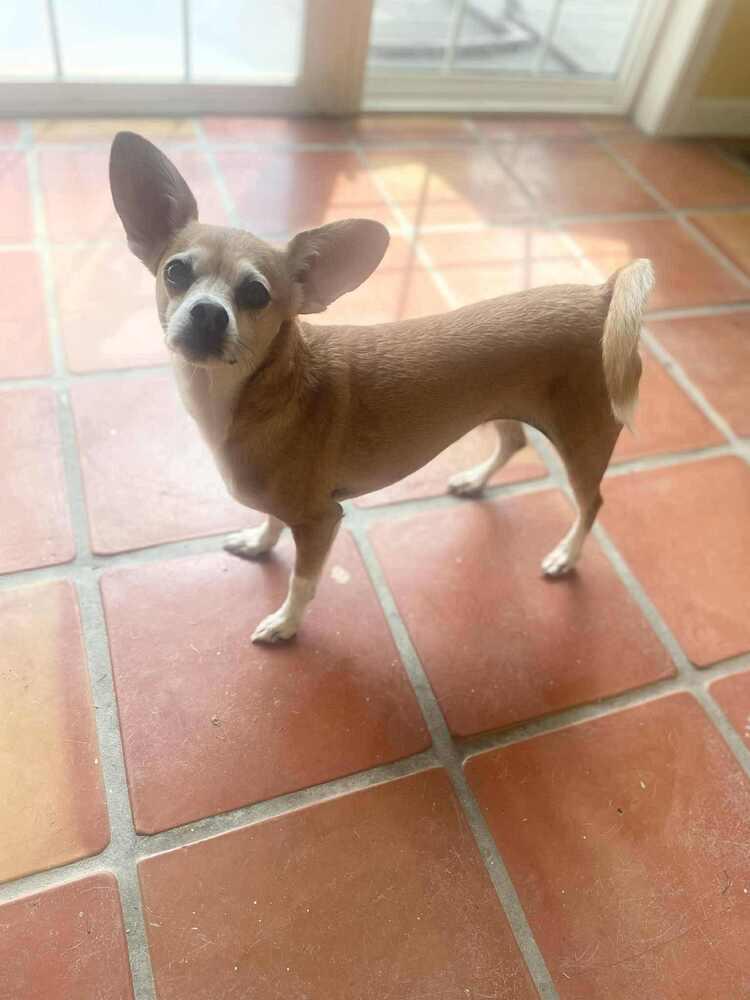 Bonzo, Adoptable, Adult Male Chihuahua.