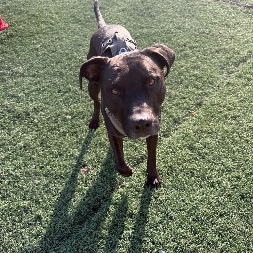 Diesel, Adoptable, Adult Male Mixed Breed.