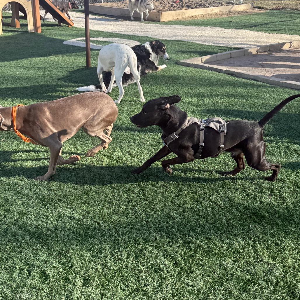 Enlarge Diesel, a Adoptable Mixed Breed in Fulton, MO image 2/5