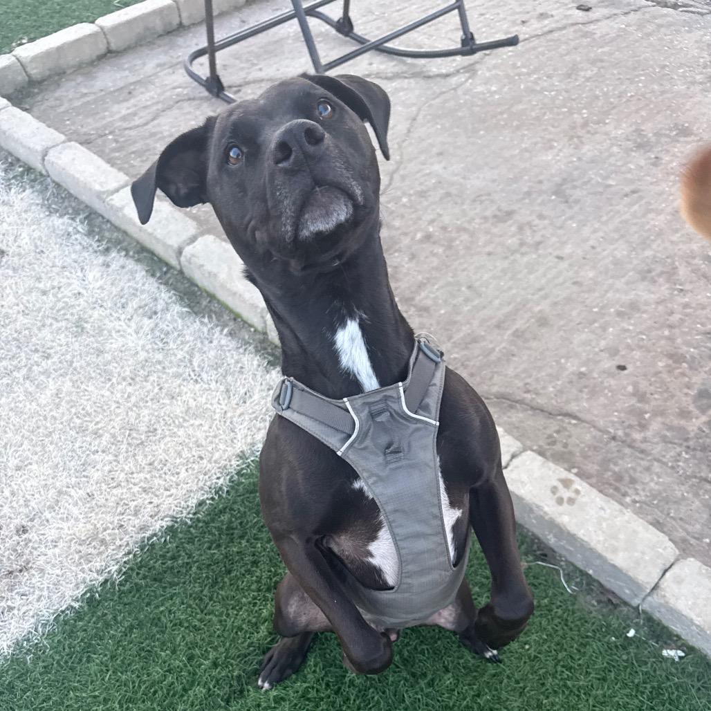 Enlarge Diesel, a Adoptable Mixed Breed in Fulton, MO image 3/5