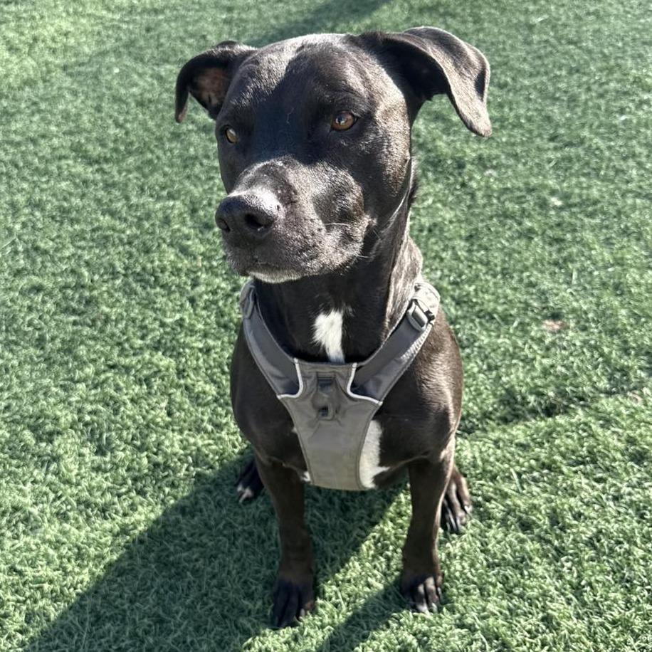 Enlarge Diesel, a Adoptable Mixed Breed in Fulton, MO image 4/5