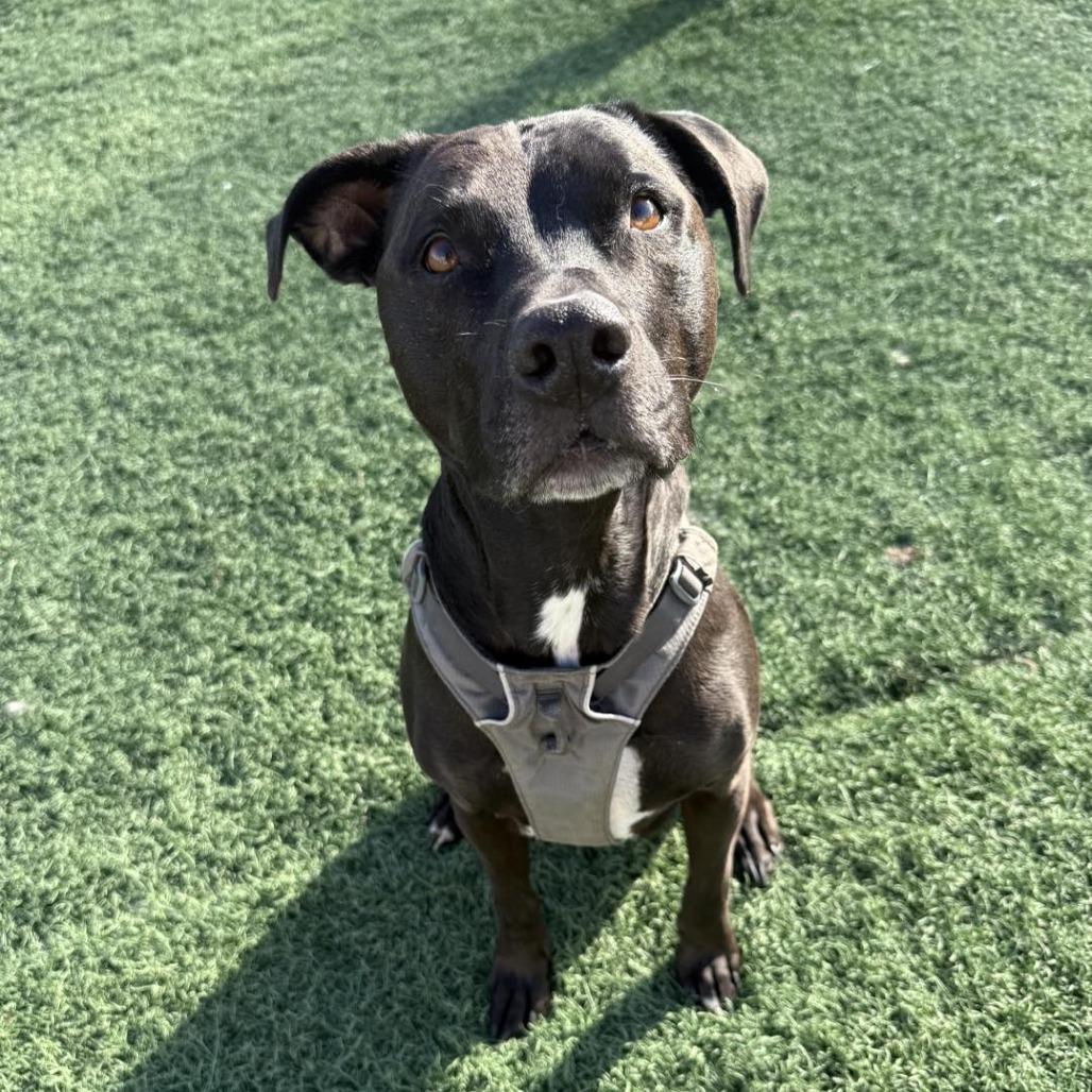 Enlarge Diesel, a Adoptable Mixed Breed in Fulton, MO image 5/5