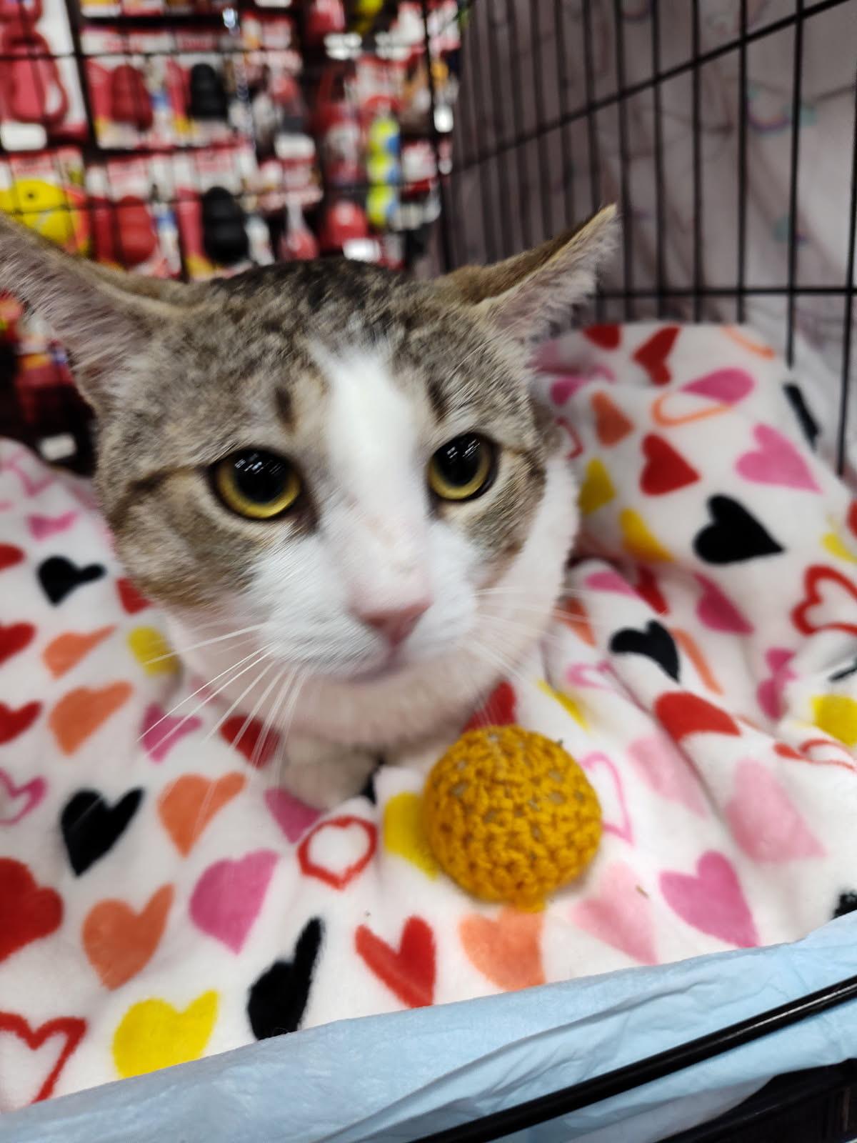 Tray, Adult Male Domestic Short Hair
