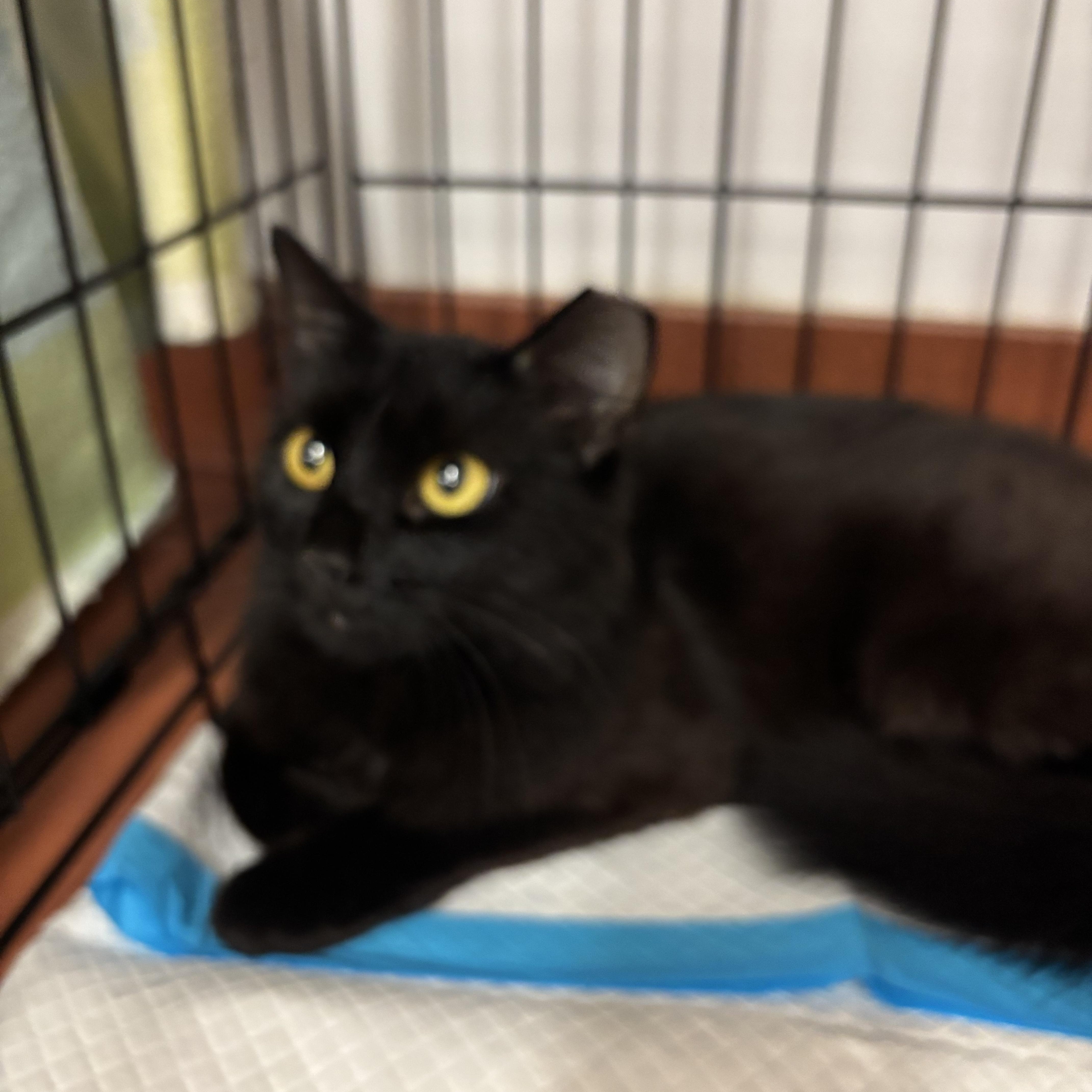 Enlarge Lorelei, a Adoptable Domestic Short Hair in York, PA image 1/2