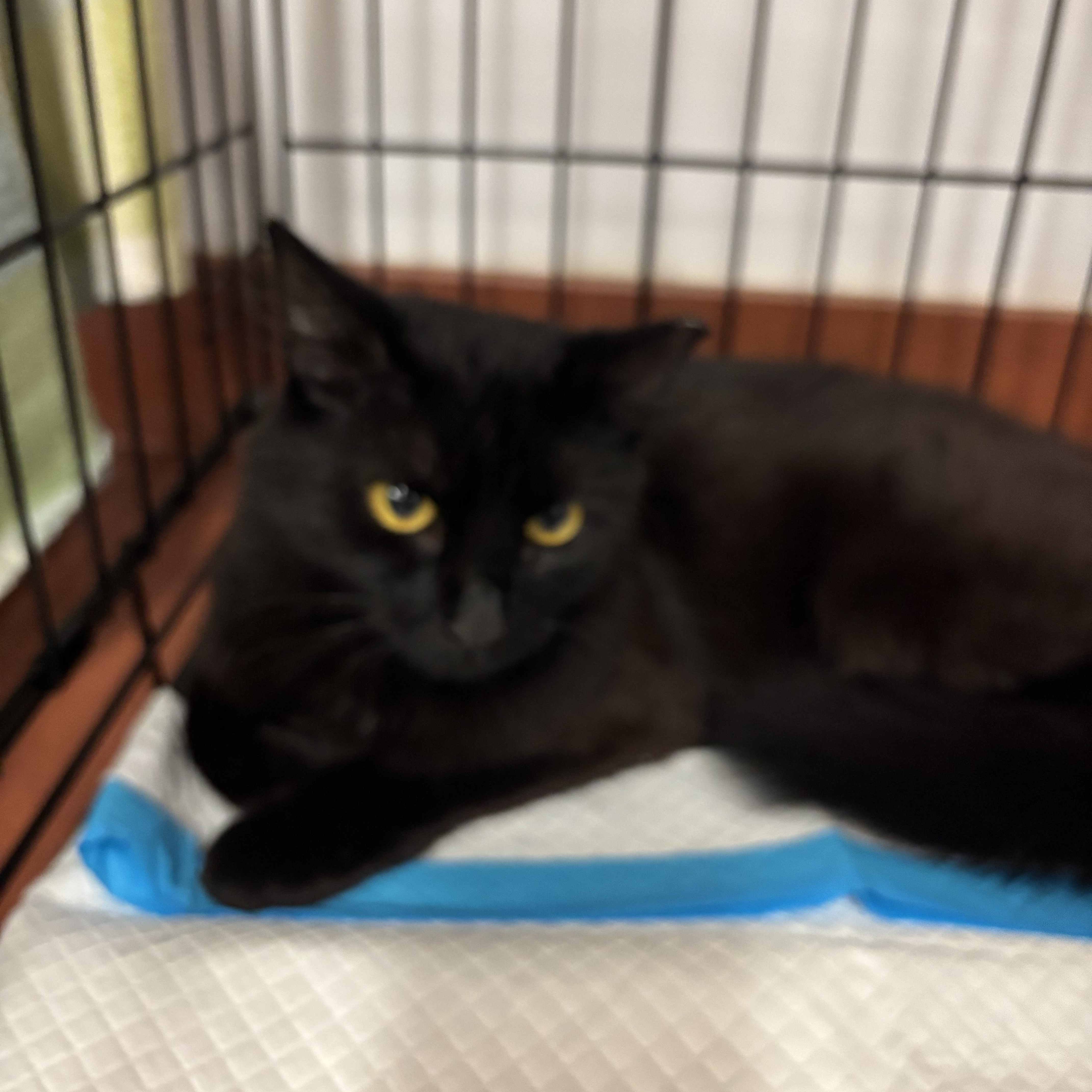 Enlarge Lorelei, a Adoptable Domestic Short Hair in York, PA image 2/2