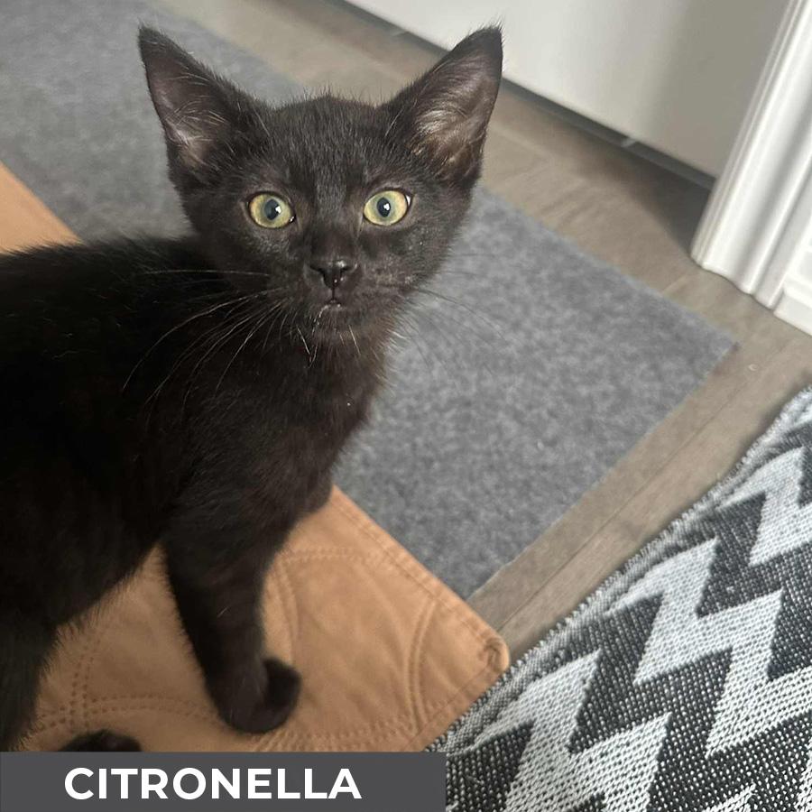 Citronella, a Adoptable Domestic Short Hair in Etobicoke, ON image 1/3