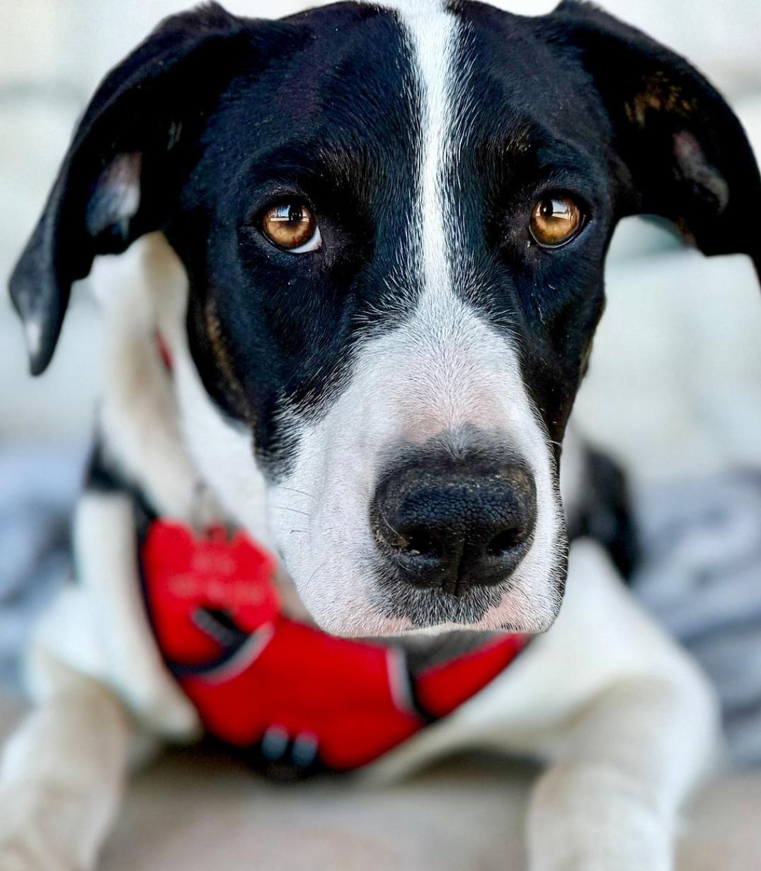 Ben, Adoptable, Young Male Mixed Breed.