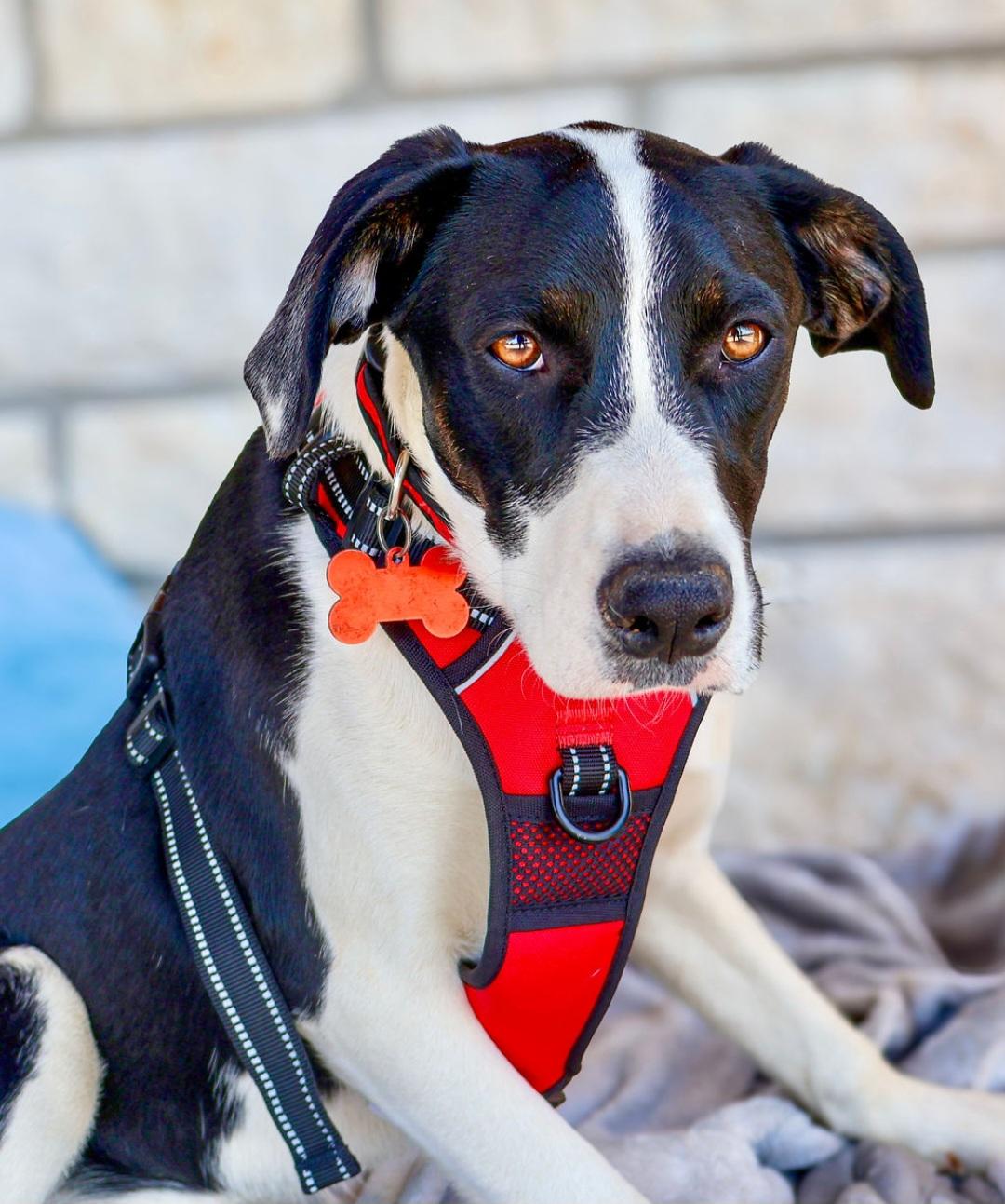 Ben, a Adoptable mixed breed in New Caney, TX image 3/3