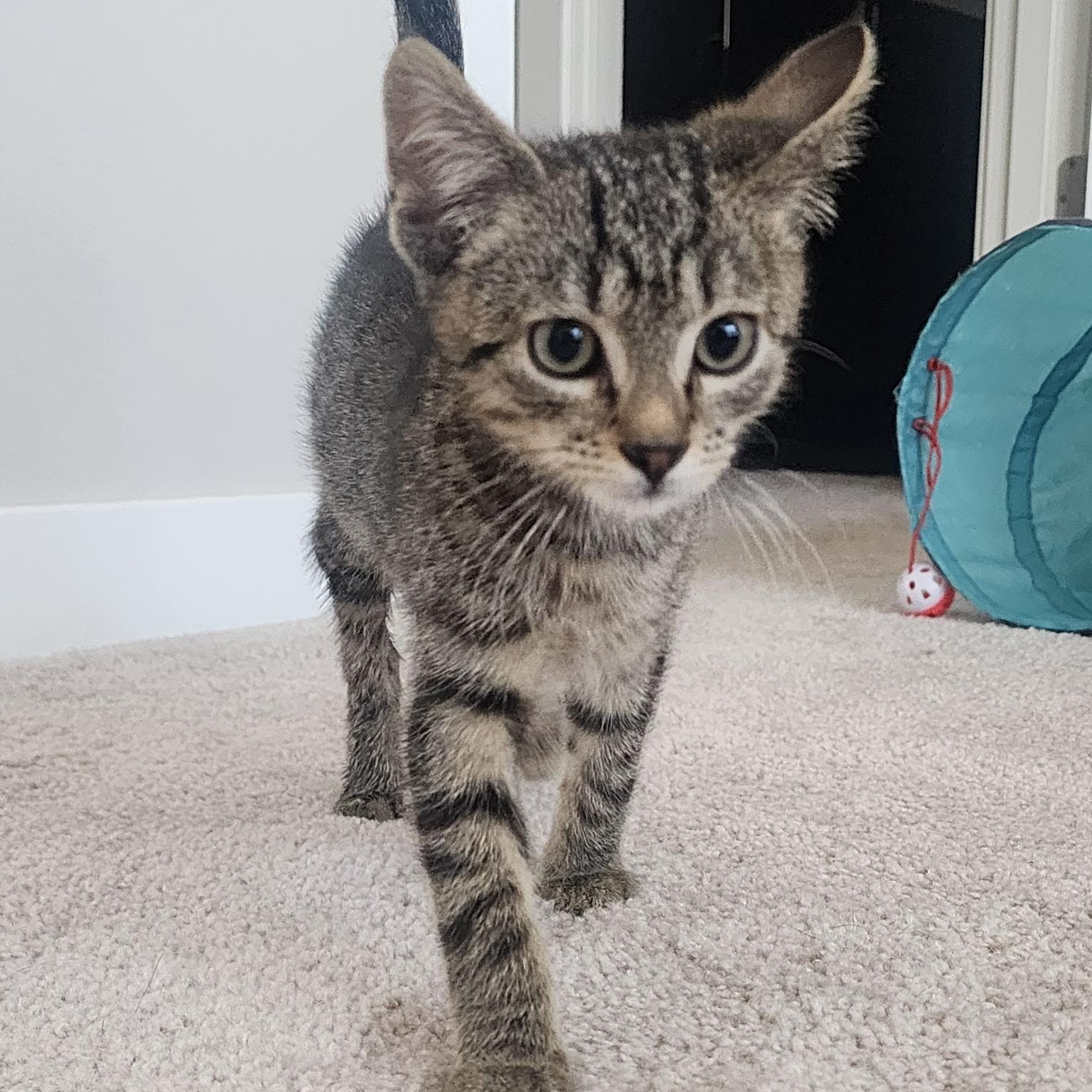 Enlarge Theo, a Adoptable mixed breed in Ellensburg, WA image 3/4