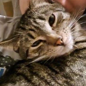 Theo, adoptable, Young Male Domestic Short Hair.