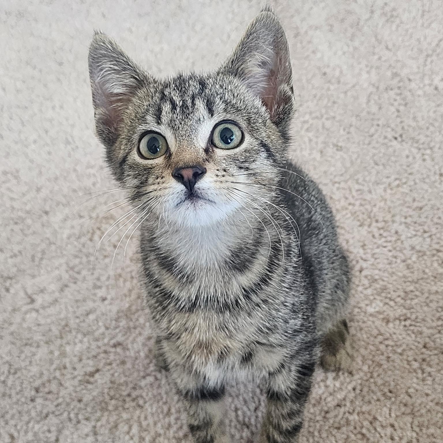 Theo, Adoptable, Kitten Male Domestic Short Hair.