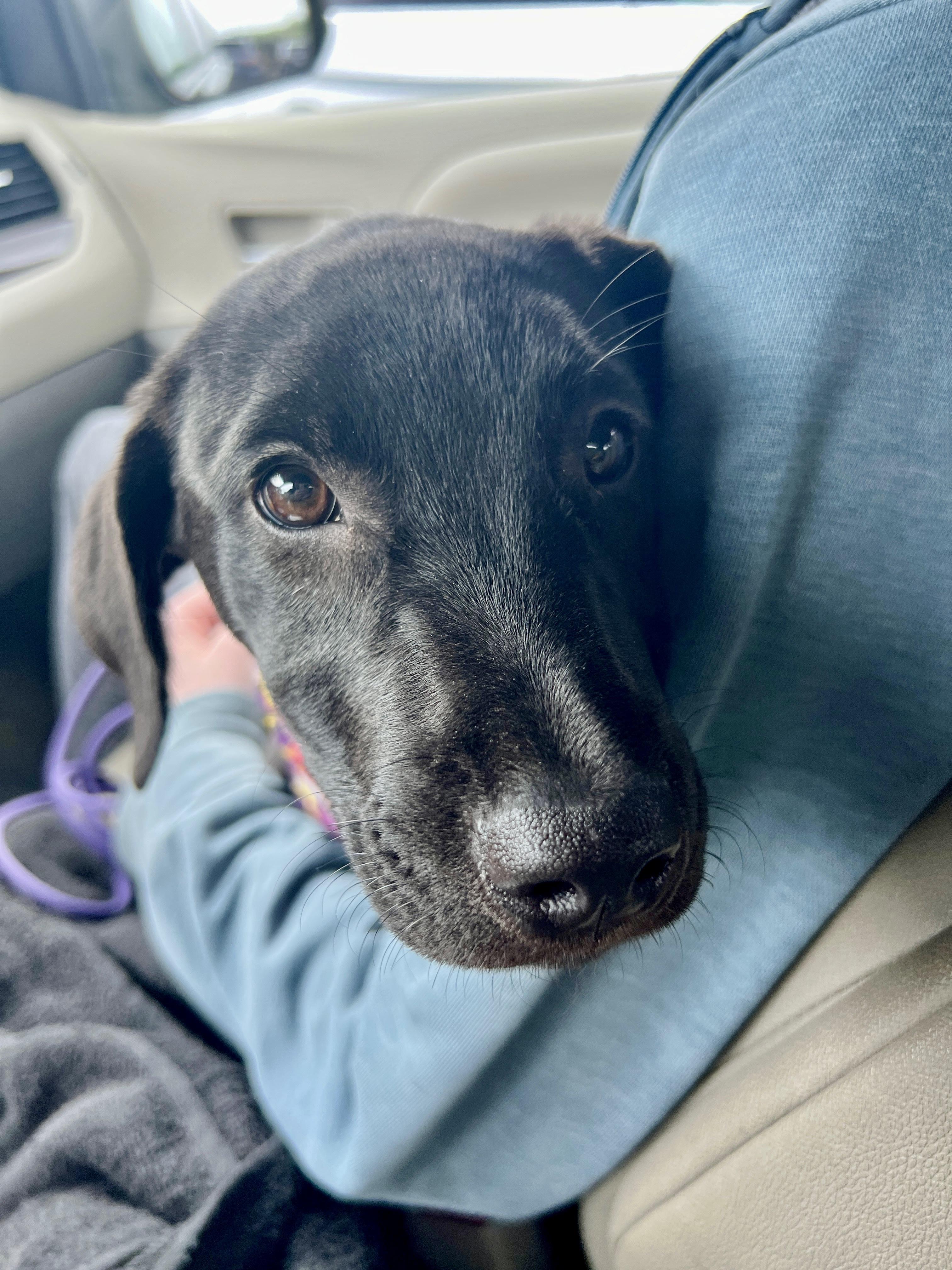 April, a Adopted mixed breed in Albany, NY image 2/4