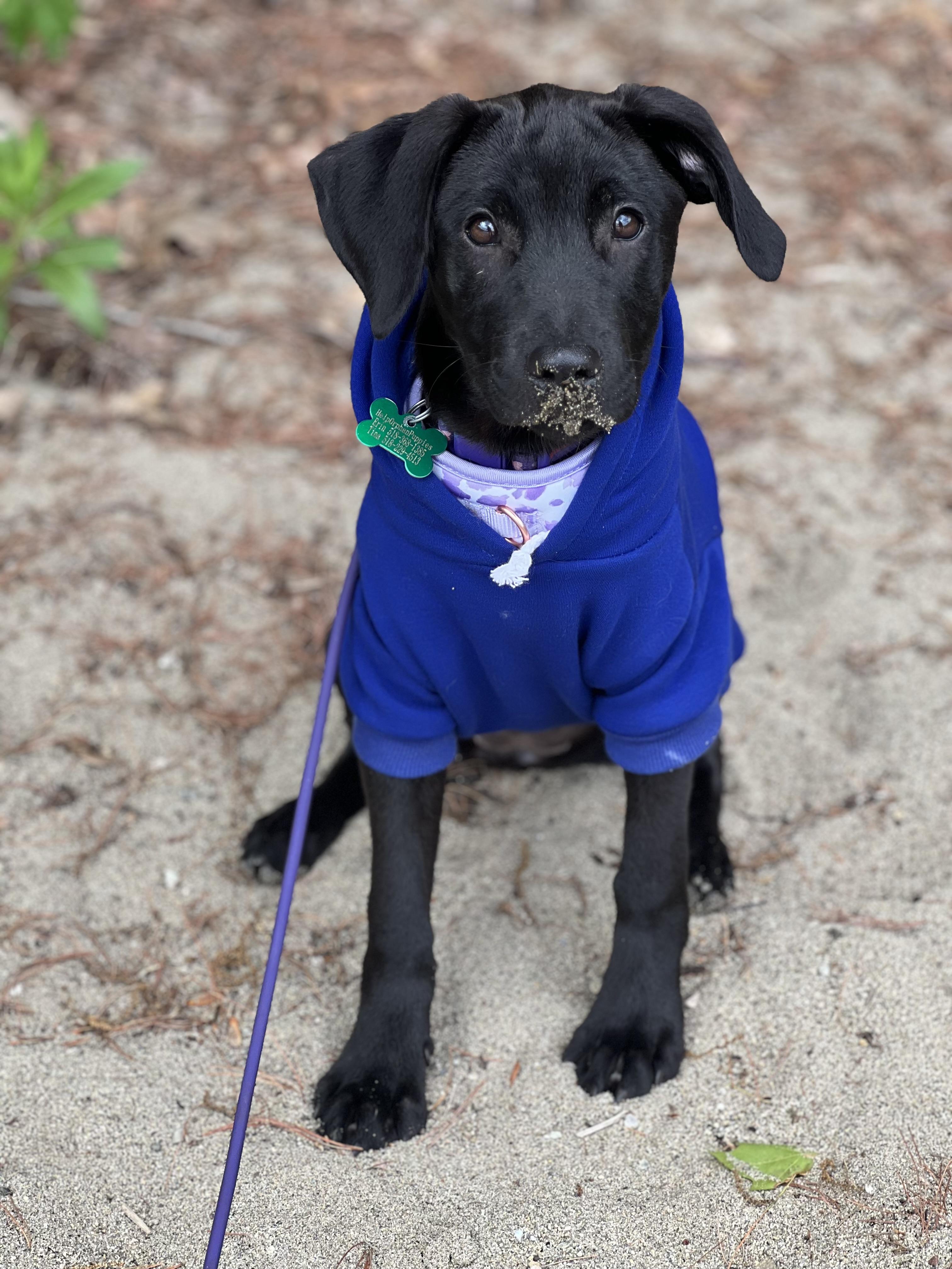 April, a Adopted mixed breed in Albany, NY image 1/4