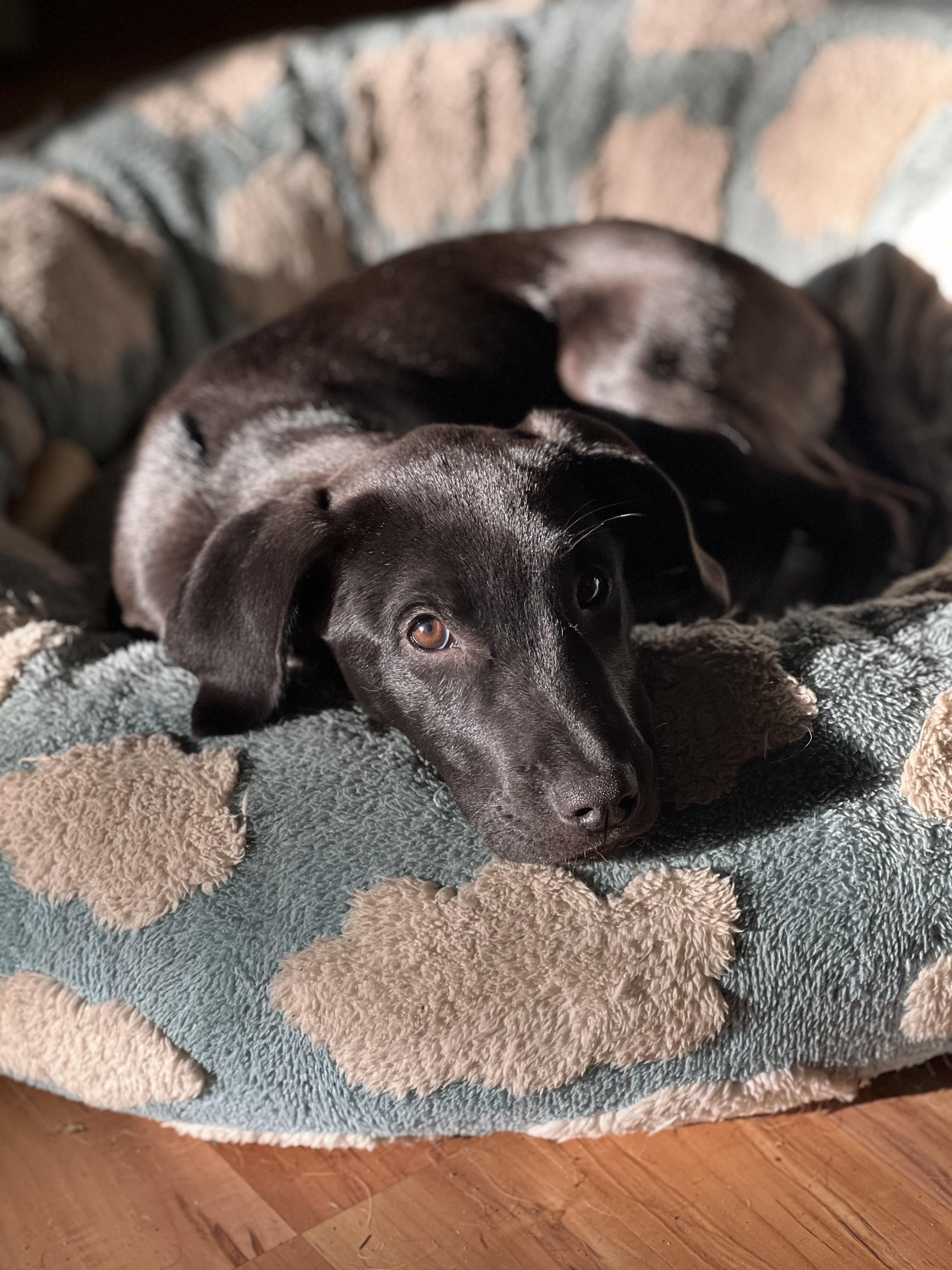 April, a Adopted mixed breed in Albany, NY image 3/4