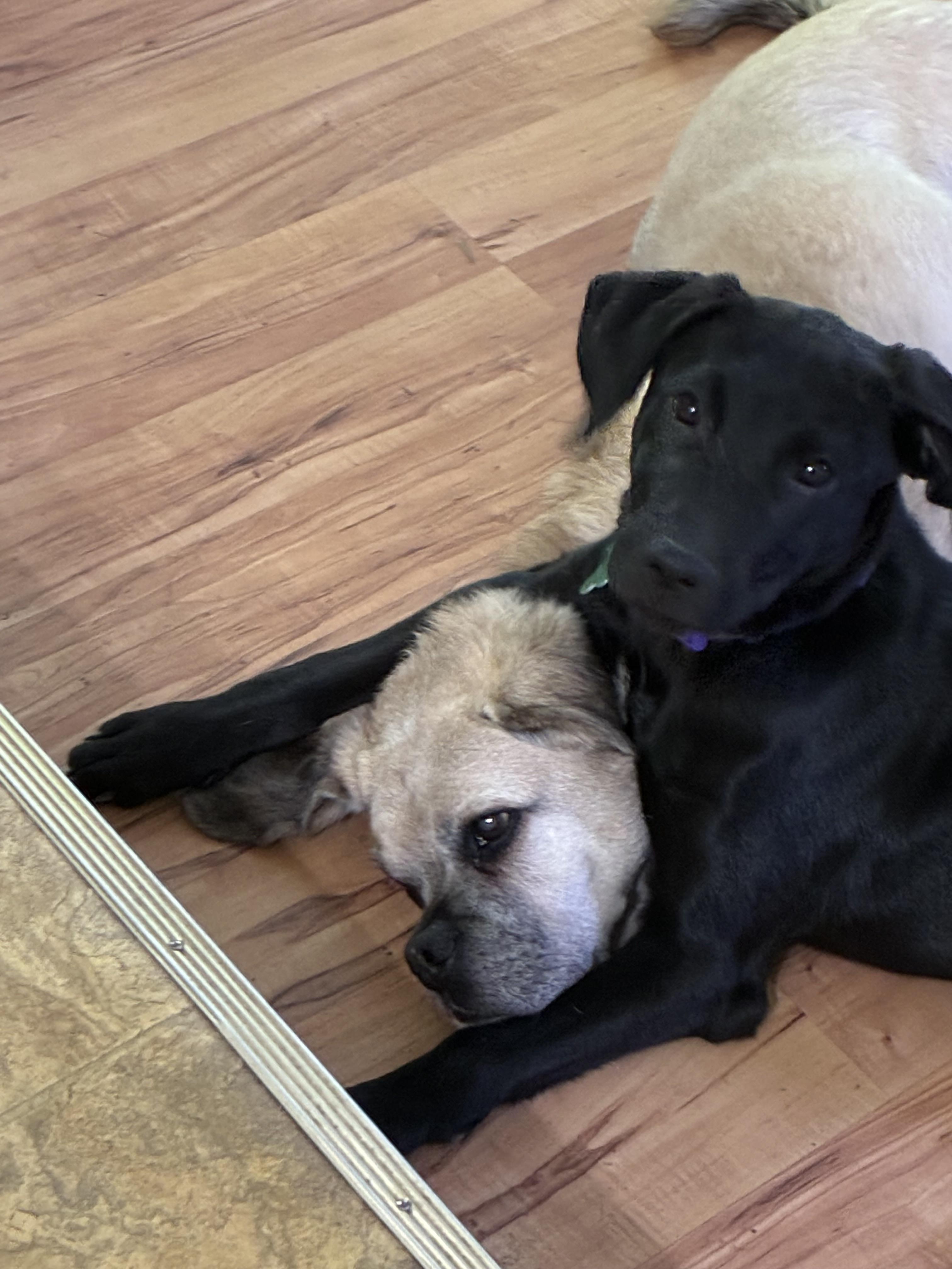 April, a Adopted mixed breed in Albany, NY image 4/4